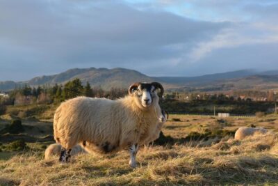 1 Day Castles, West Highlands and Loch Lomond Tour from Edinburgh