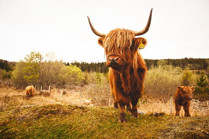 5-Day Orkney & Northern Coast Tour from Edinburgh Incl Admissions - What the price covers, and what it does not