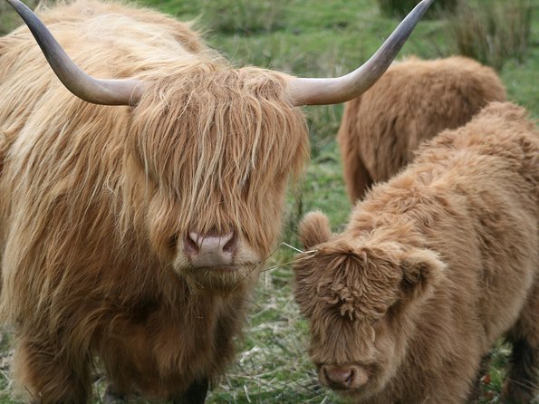 Best of Scotland in a Day Very Small Group Tour from Edinburgh - Dunkeld offers a gentle start