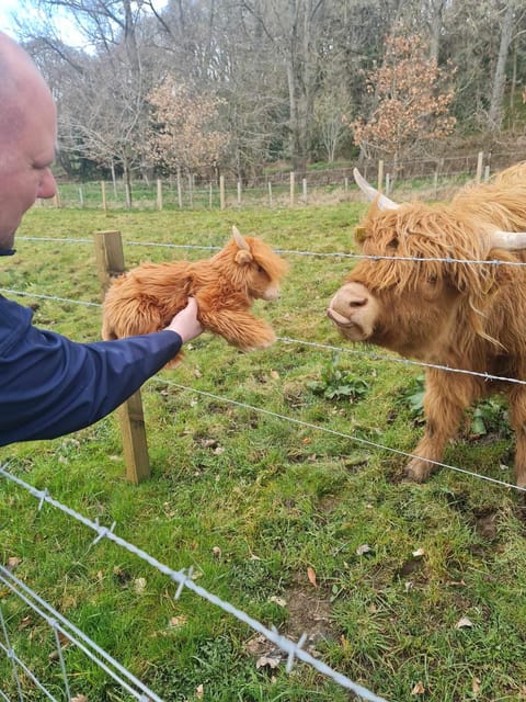 Edinburgh: Loch Ness, Glencoe, Coos & the Highlands Day Tour - Loch Ness, boat cruise and Urquhart Castle