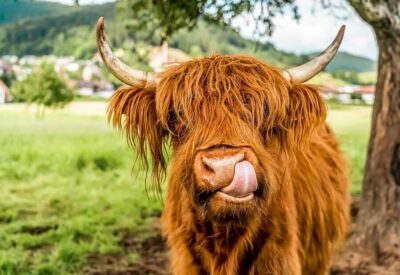 Loch Ness, Glencoe & the Scottish Highlands Tour