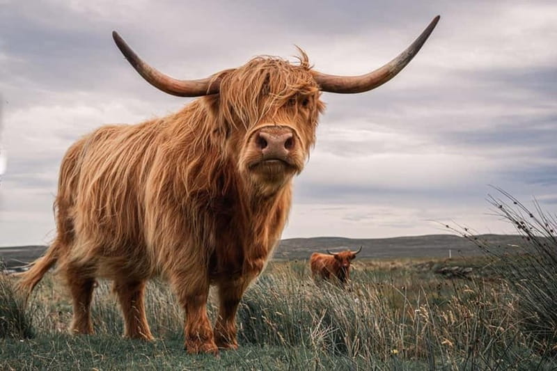 Edinburgh: Loch Ness, Inverness & Highlands Tour in Spanish - Fort Augustus and a possible Loch Ness sailing
