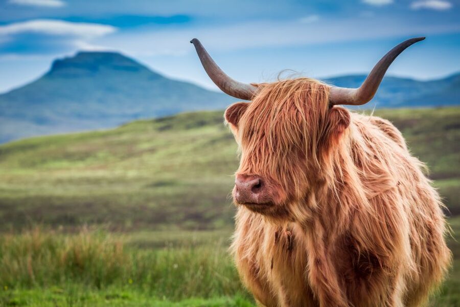 Edinburgh: Loch Ness, Inverness & Highlands Tour in Spanish - What the $87 fare covers, and what it does not