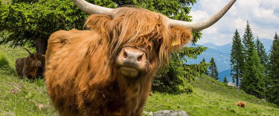 Edinburgh: Loch Ness, Scenic Walk, Glencoe & Whisky Day Tour - Glencoe’s dramatic Highland scenery