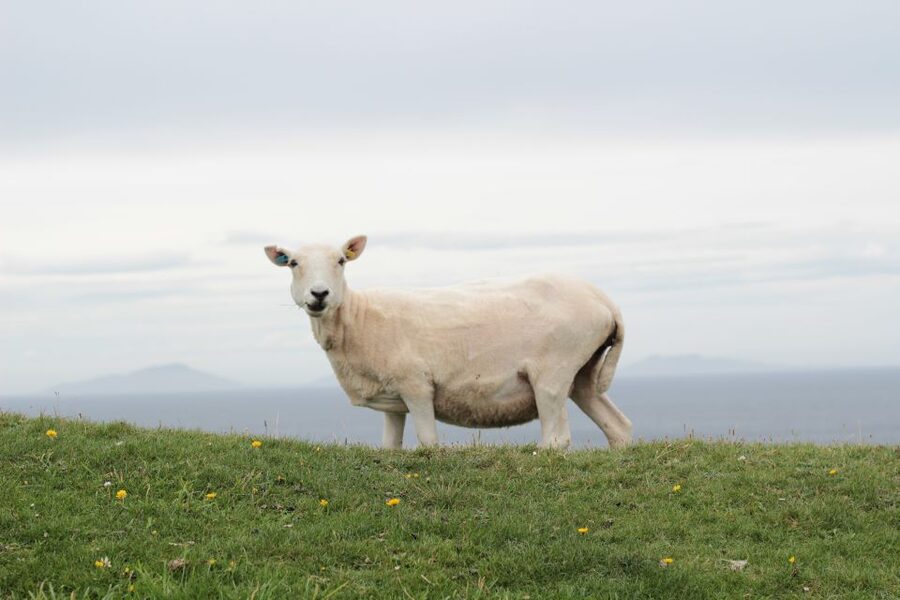 From Edinburgh: 2-Day Highlands Tour with Hogwarts Express - Who will get the most from this trip