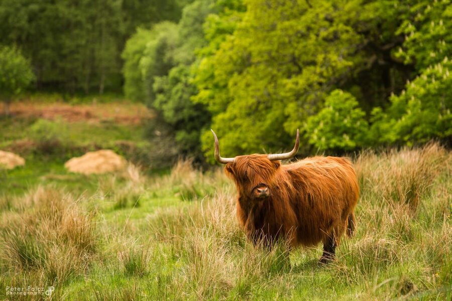 From Edinburgh: Isle of Skye and Hogwarts Express 4-Day Trip - A full day among Skye’s cliffs and old houses