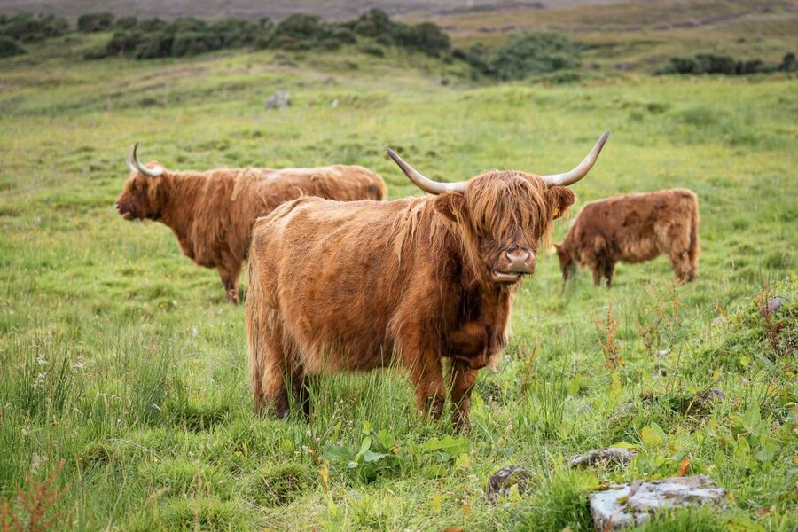 From Edinburgh: Loch Ness and The Highlands Tour - Is $89 good value for a day out?