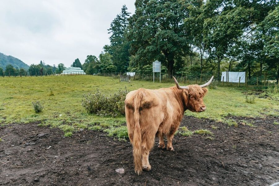 From Edinburgh: Loch Ness, Glenoce & The Highlands Day Tour - At a glance: what makes this day trip useful