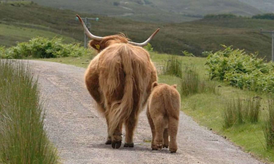From Edinburgh: Loch Ness & Inverness Tour in Spanish - Who should book this tour?