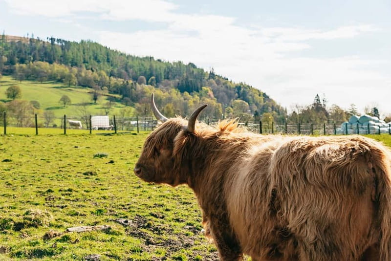 From Edinburgh: Loch Ness & Scottish Highlands Tour - Fort Augustus and the Loch Ness cruise