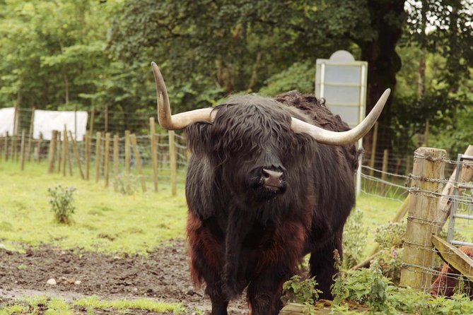 Loch Ness, Glencoe and The Scottish Highlands Tour from Edinburgh - Commentary, headsets and the group experience