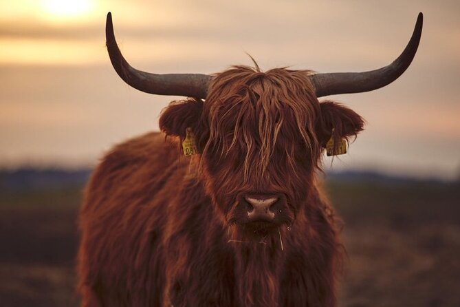Luxury Private Tour of The Highlands & Loch Ness from Edinburgh - Loch Ness, with a boat trip if you want one