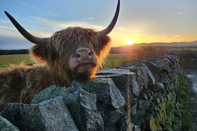 Private Tour of the Scottish Highlands from Edinburgh - From Edinburgh to Highland coos
