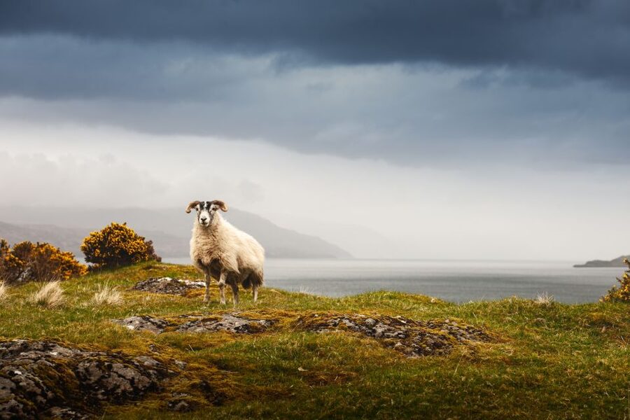 Scotland: West Highlands, Mull and Iona 4-Day Tour - Iona Abbey, Celtic crosses, and an optional trip to Staffa